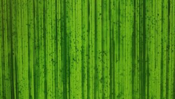 Pelón pergamino vetas